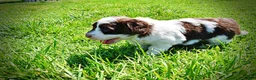 Havapoo dogs for sale: Teddy - Ad 15