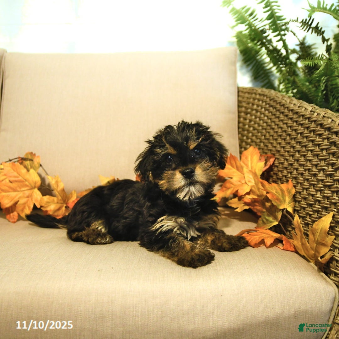 Yorkiepoo dogs for sale: Pepper - Ad 4