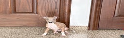 Italian Greyhound dogs for sale: Italian Greyhound Puppy 3 - Ad 5