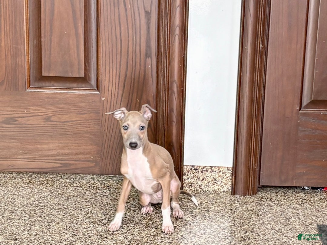 Italian Greyhound dogs for sale: Italian Greyhound Puppy 3 - Ad 5