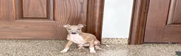 Italian Greyhound dogs for sale: Italian Greyhound Puppy 3 - Ad 5