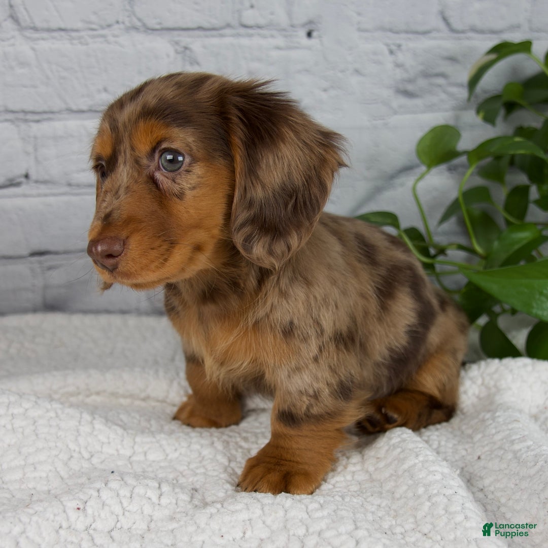 Miniature Dachshund dogs for sale: Mia - Ad 5