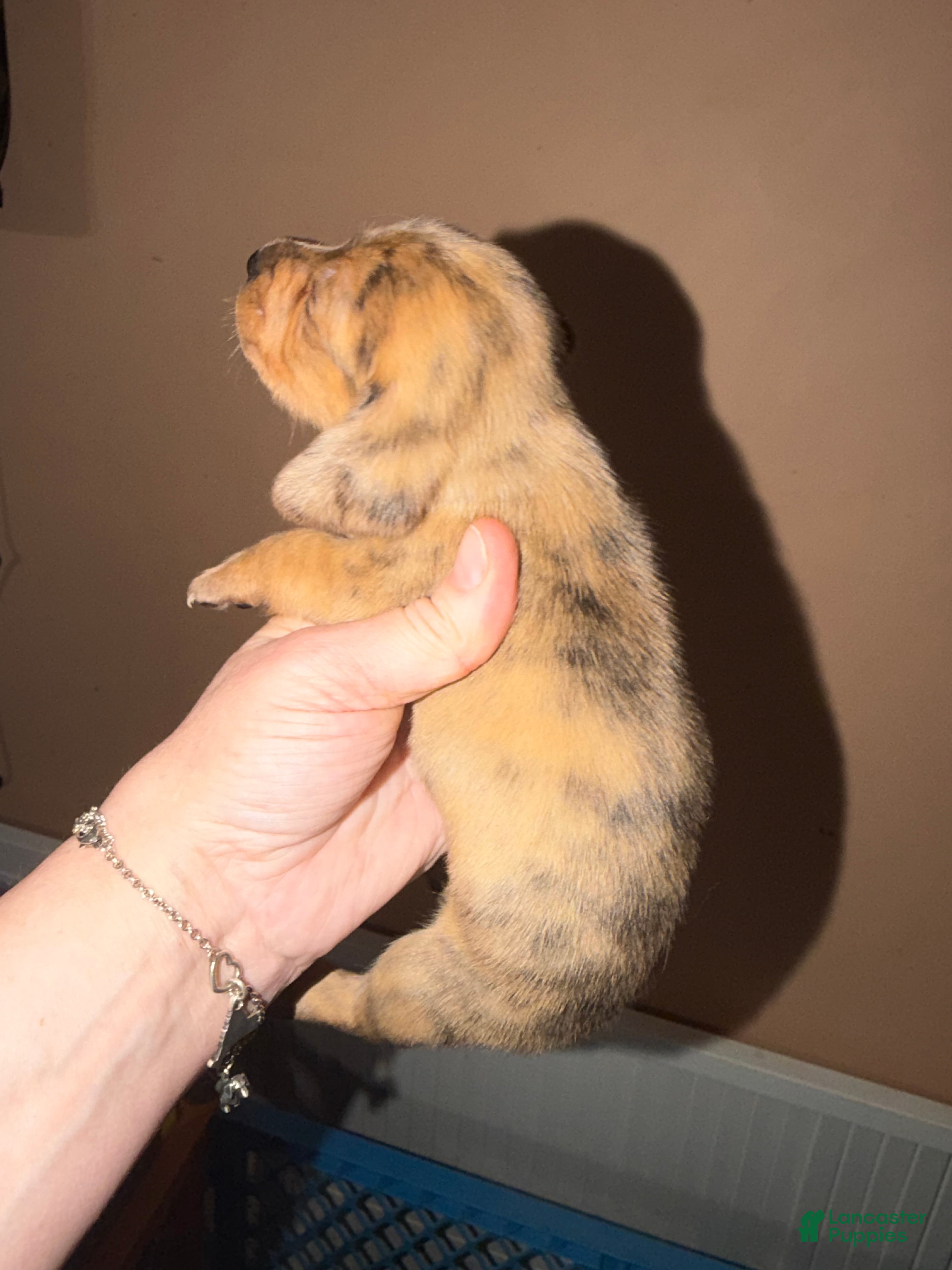 Miniature Dachshund dogs Smooth red Dapple - Ad 21