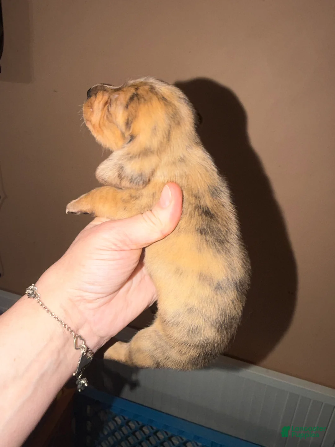 Miniature Dachshund dogs for sale: Smooth red Dapple - Ad 1