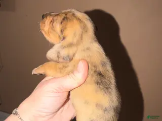 Miniature Dachshund dogs Smooth red Dapple - Ad 21