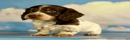 Miniature Dachshund dogs for sale: Chocolate pudding LH  - Ad 6