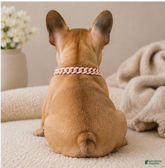French Bulldog dogs LIZZIE - FAWN CUTIE IN CALI, USA DELIVERY & FINANCING OPTIONS! - Ad 2