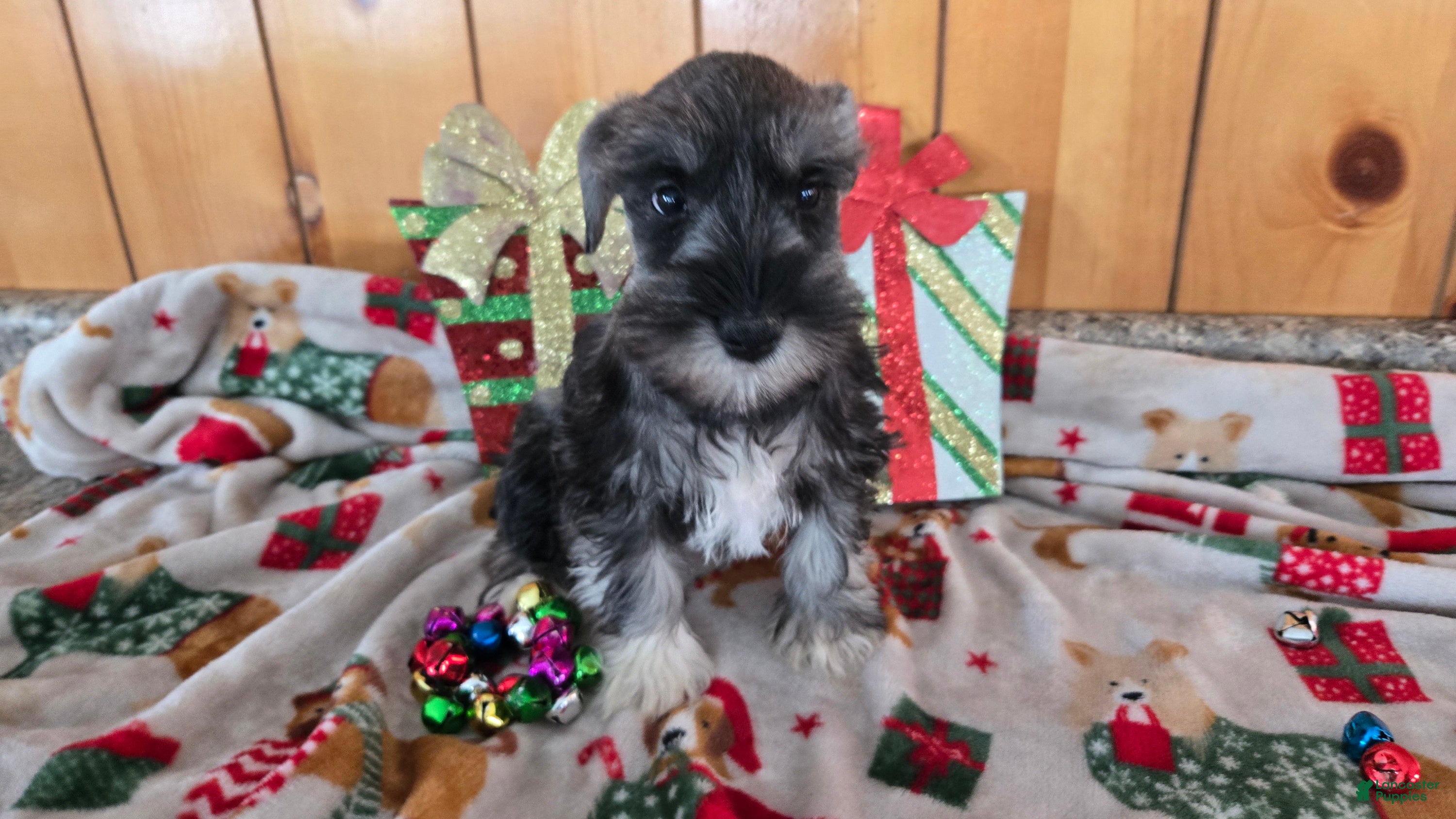 Miniature Schnauzer dogs tony - Ad 4