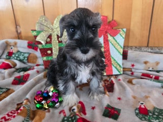 Miniature Schnauzer dogs tony - Ad 4