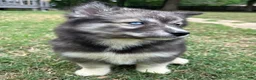 Siberian Husky dogs for sale: Charlotte - Ad 3