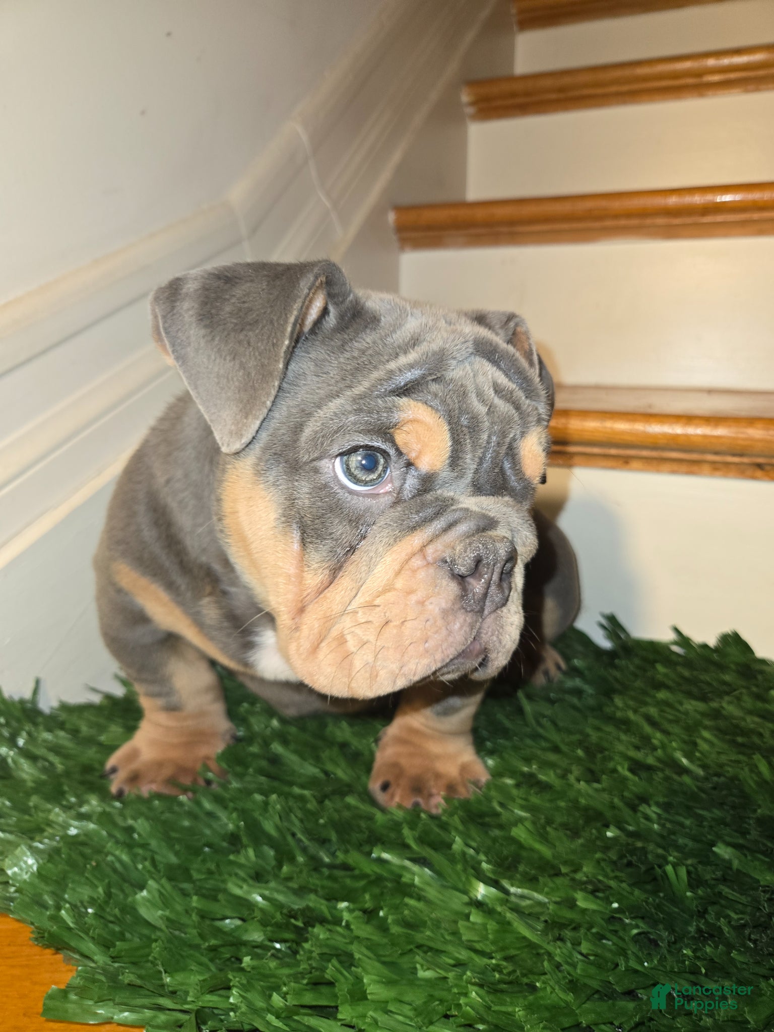 English Bulldog dogs English Bulldog Puppy 1 - Ad 2