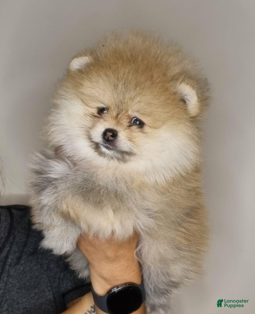 Pomeranian dogs for sale: Sofia - Ad 20