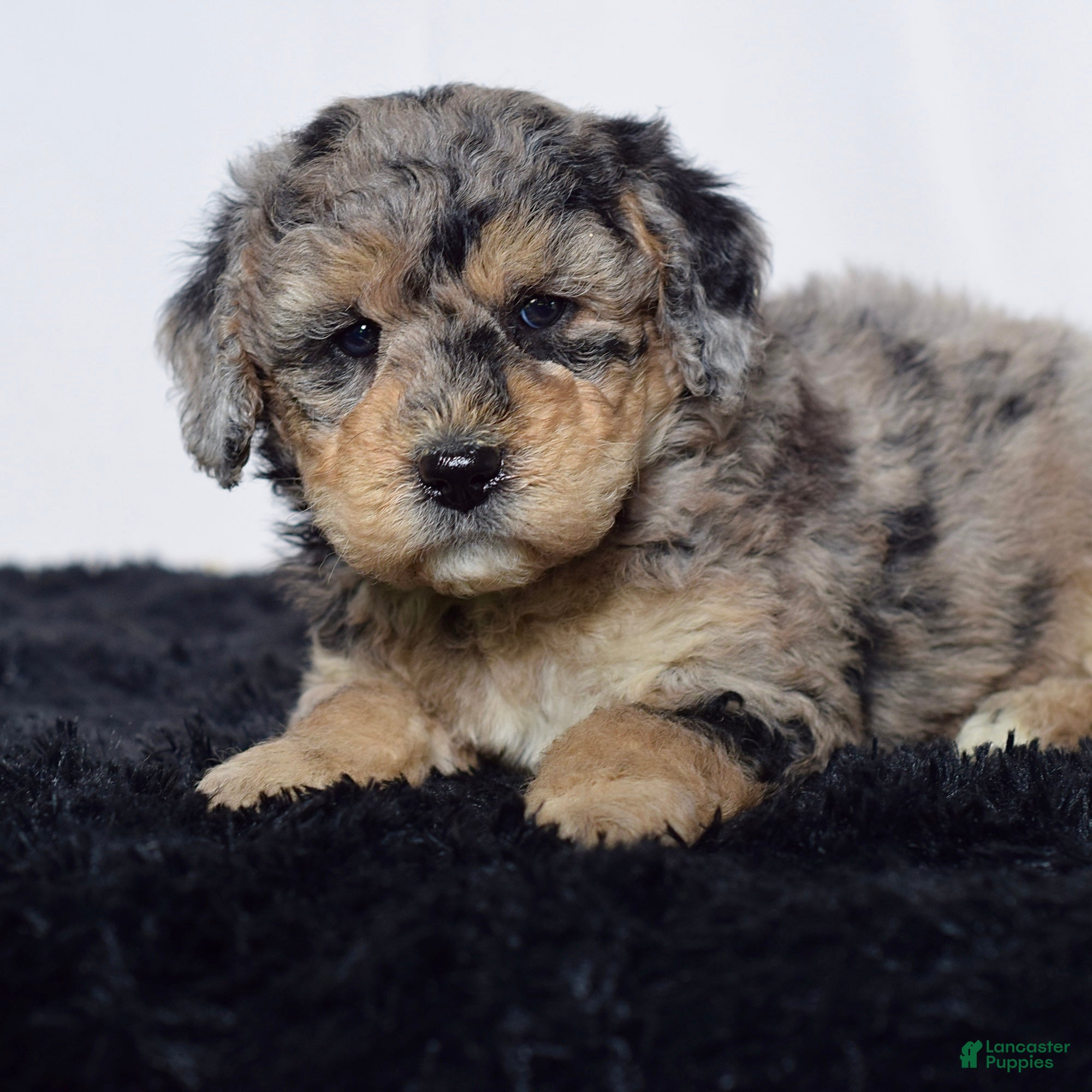 Mini Goldendoodle dogs for sale: Mr. Kip - Ad 6