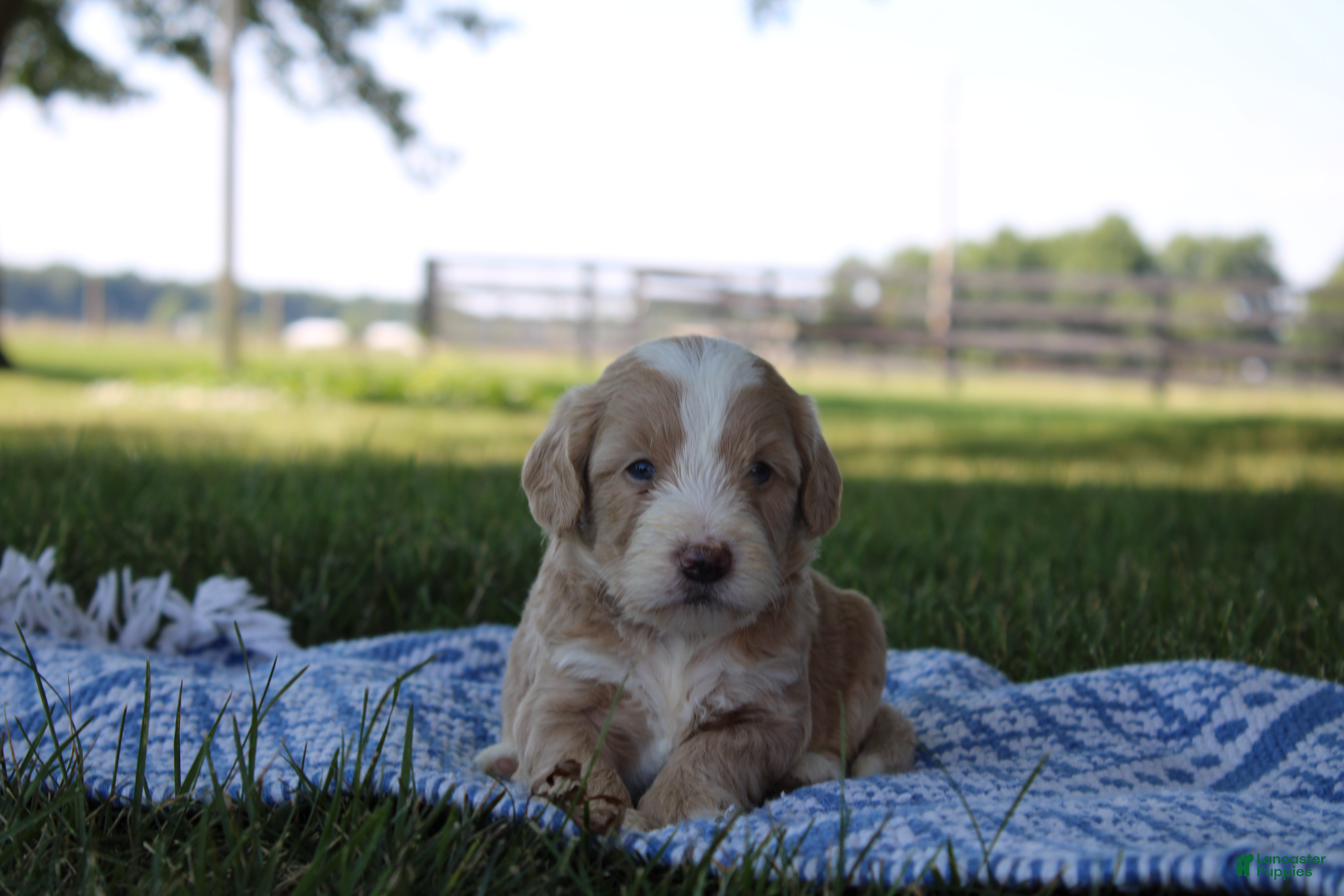 Mini Goldendoodle dogs Victor - Ad 1