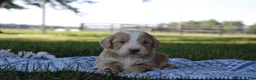Mini Goldendoodle dogs for sale: Victor - Ad 9