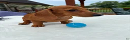 Miniature Dachshund dogs for sale: Rex - Ad 3