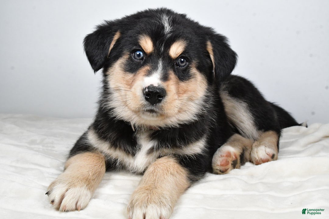 Mixed Breed dogs for sale: Cash - Ad 7