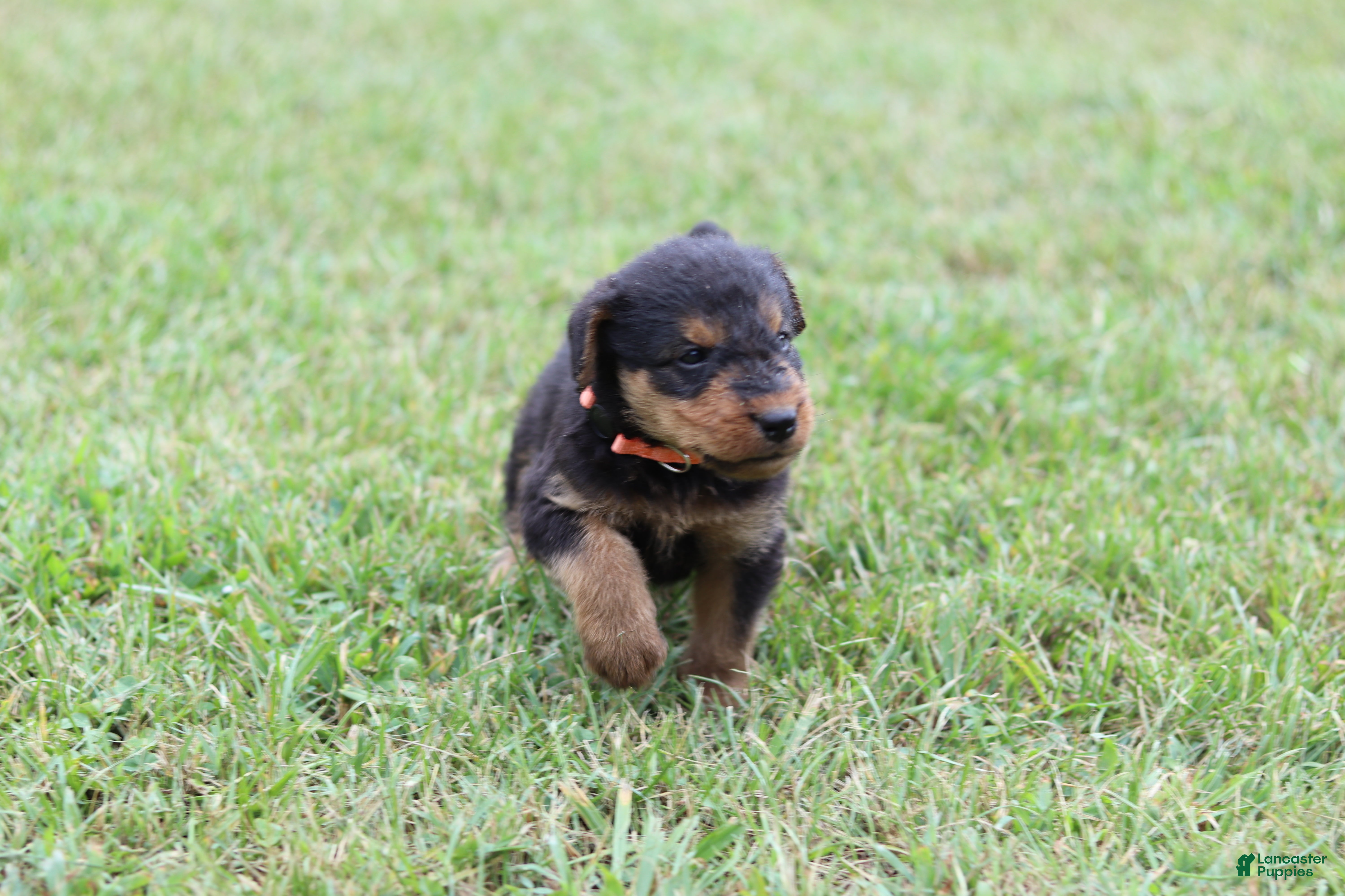 Airedale Terrier dogs AKC Remmy  - Ad 1