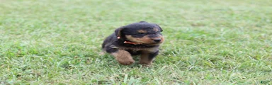 AKC Remmy 