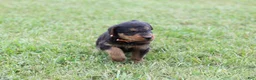 Airedale Terrier dogs for sale: AKC Remmy  - Ad 1
