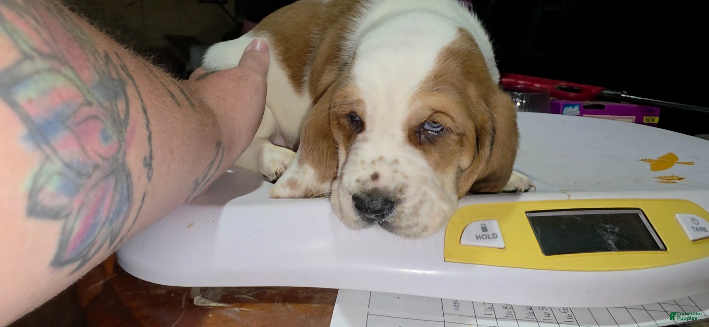 Basset Hound dogs Basset Hound 1 - Ad 1