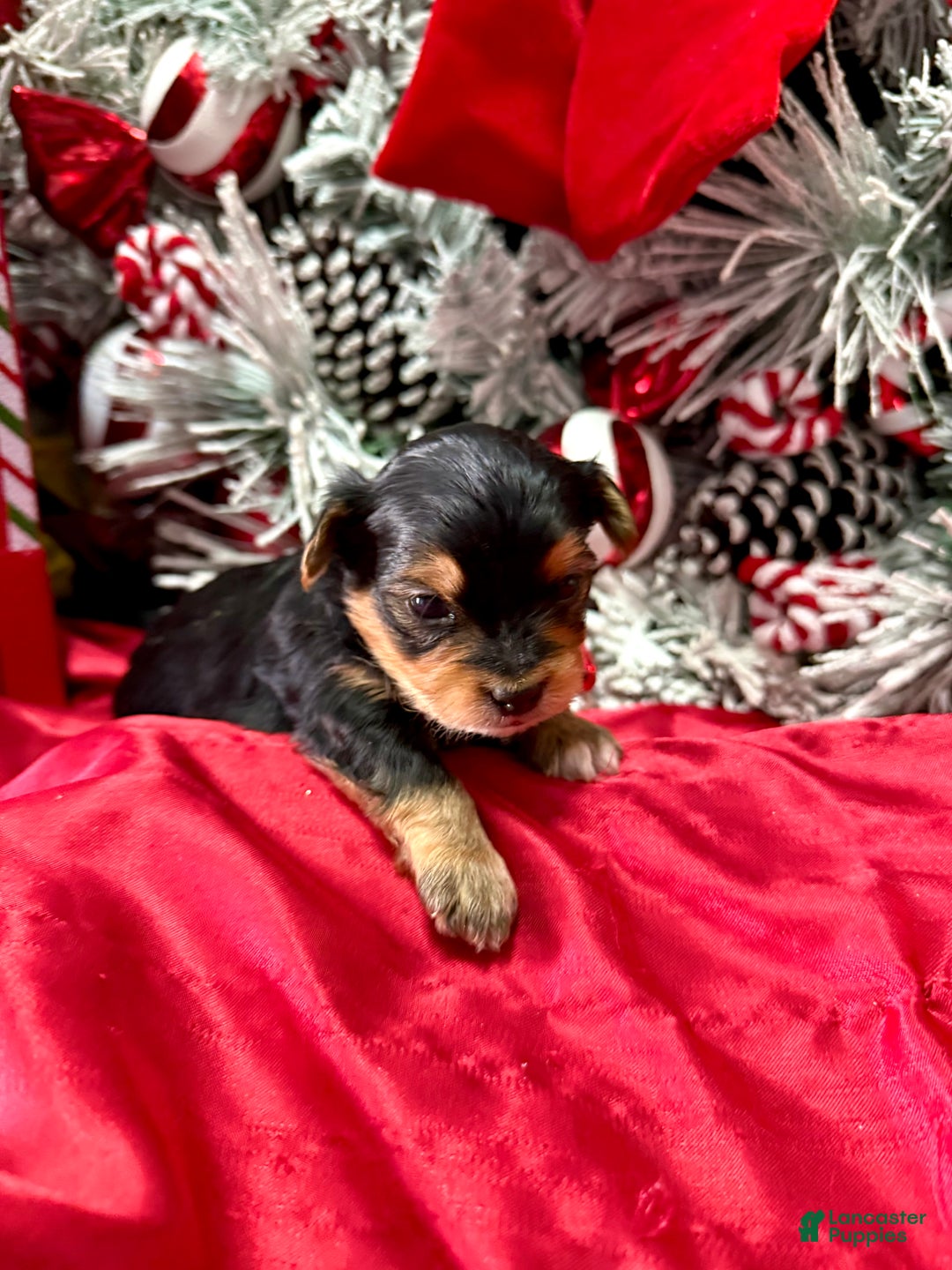 Yorkshire Terrier dogs for sale: Fettuccine  - Ad 1