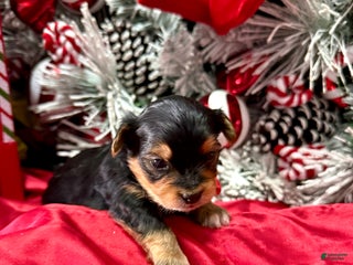 Yorkshire Terrier dogs Fettuccine - Ad 30