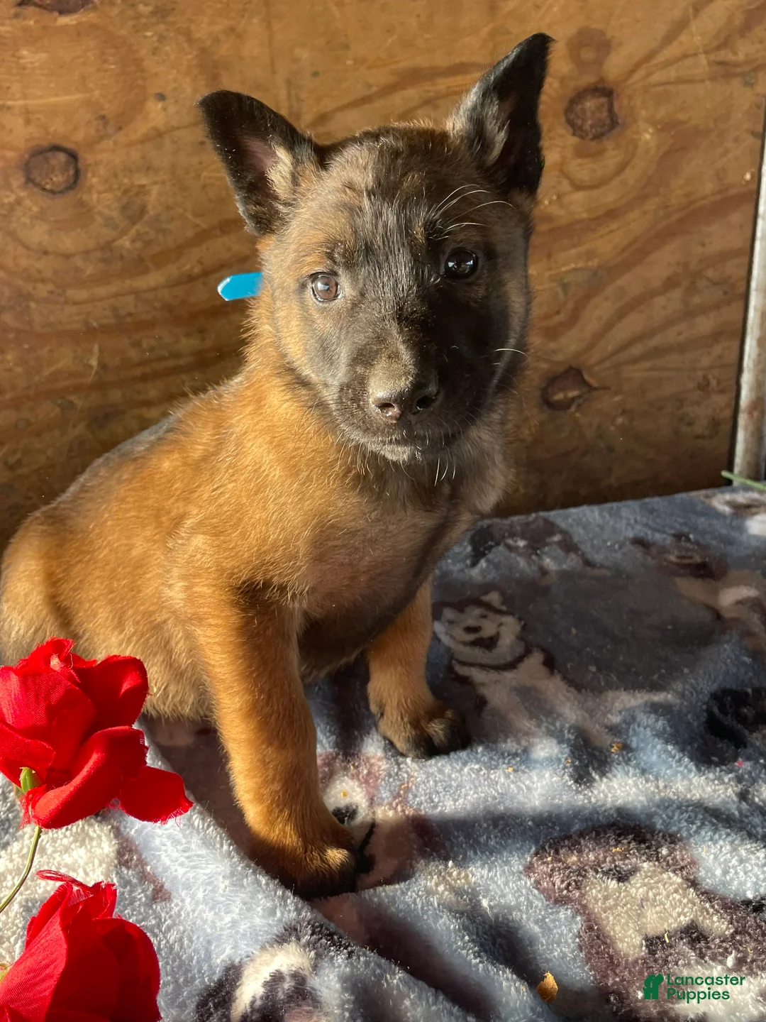 Belgian Malinois dogs for sale: Duke - Ad 2