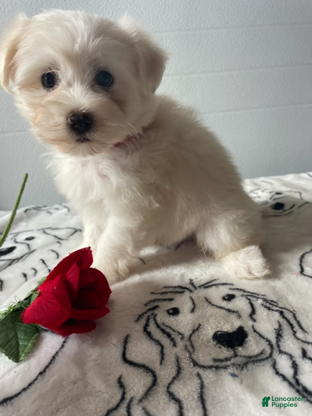 Havanese dogs for sale: Ringo - Ad 2