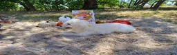 Mini Goldendoodle dogs for sale: Mini Goldendoodle 6 - Ad 3