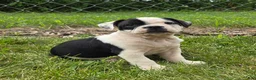Olde English Bulldogge dogs for sale: Bonnie - Ad 1