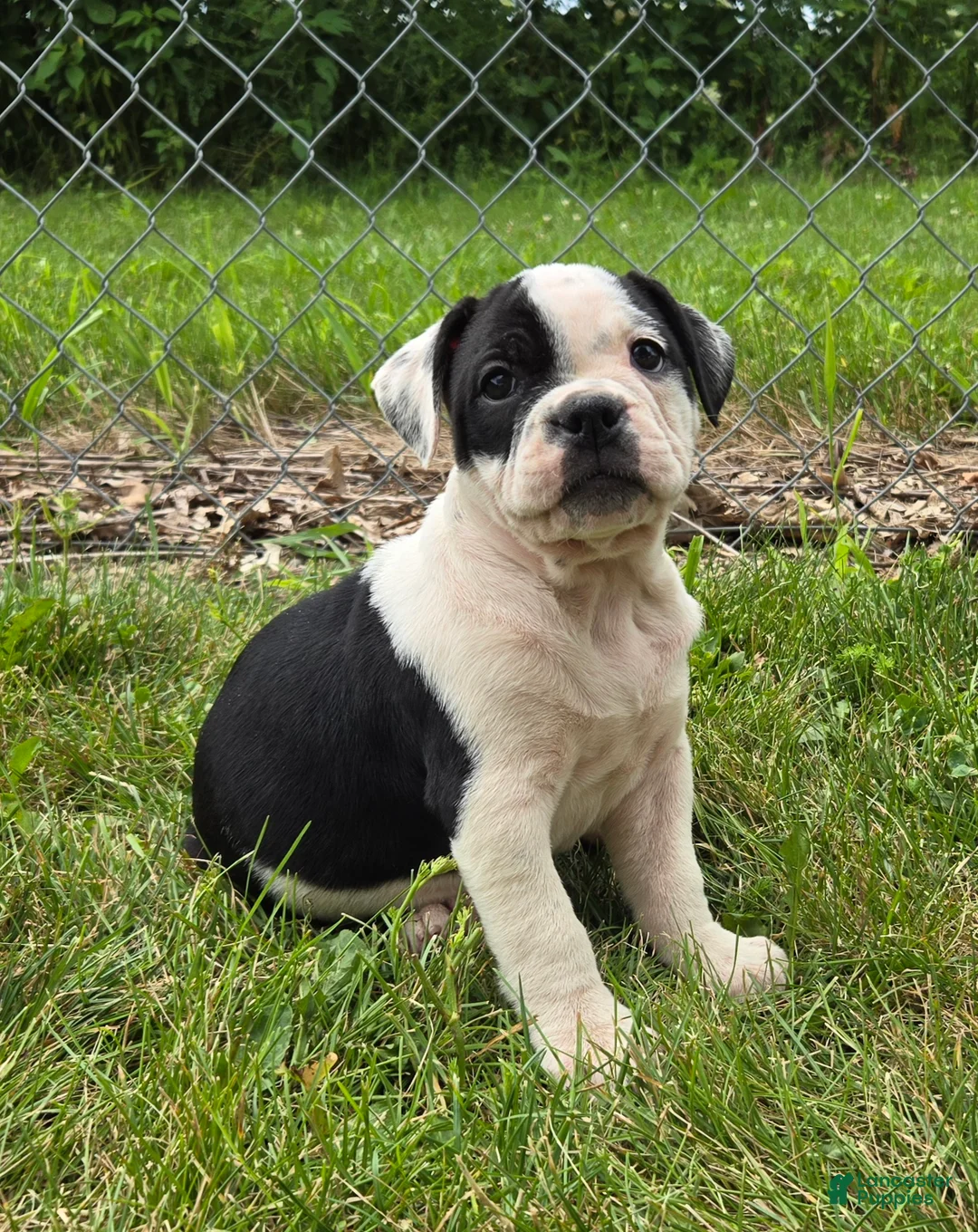 Olde English Bulldogge dogs for sale: Bonnie - Ad 1