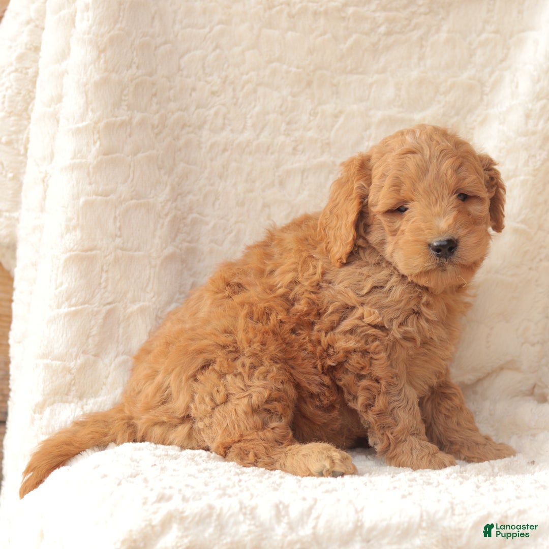 Mini Goldendoodle dogs for sale: Rusty - Ad 2