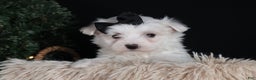 Maltese dogs for sale: ARCHIE - Ad 7