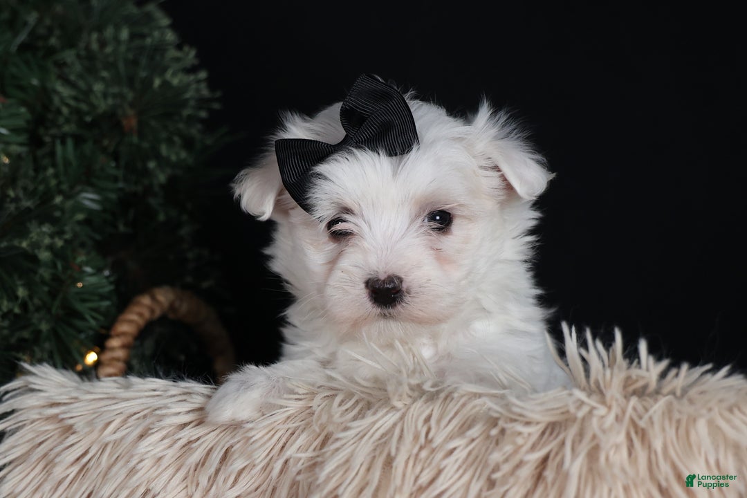Maltese dogs for sale: ARCHIE - Ad 7