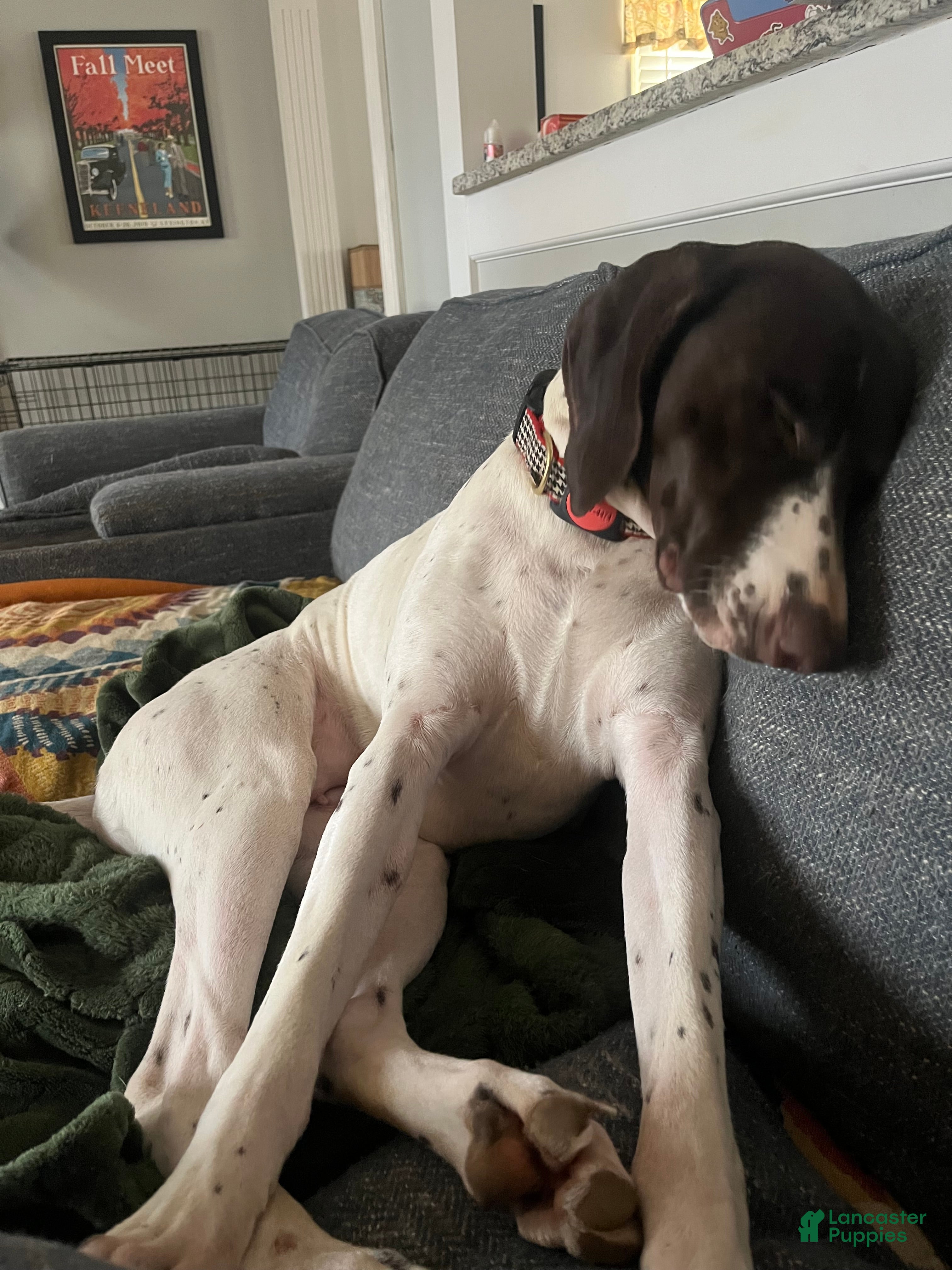 German Shorthaired Pointer dogs German Shorthaired Pointer  - Ad 30