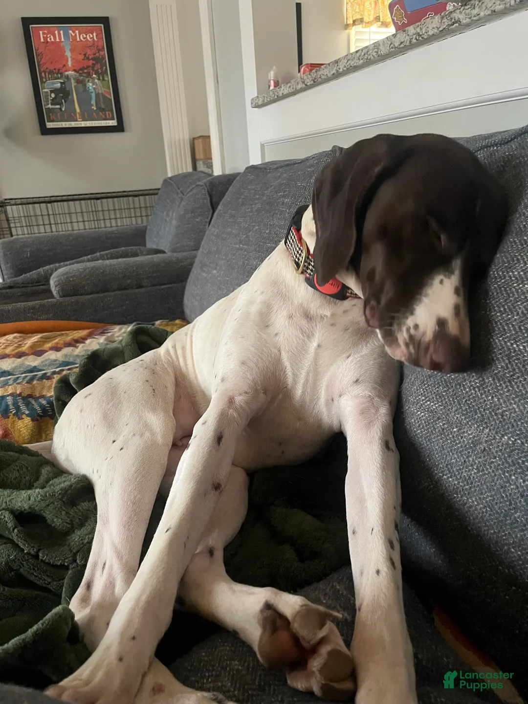 German Shorthaired Pointer dogs for sale: German Shorthaired Pointer  - Ad 1