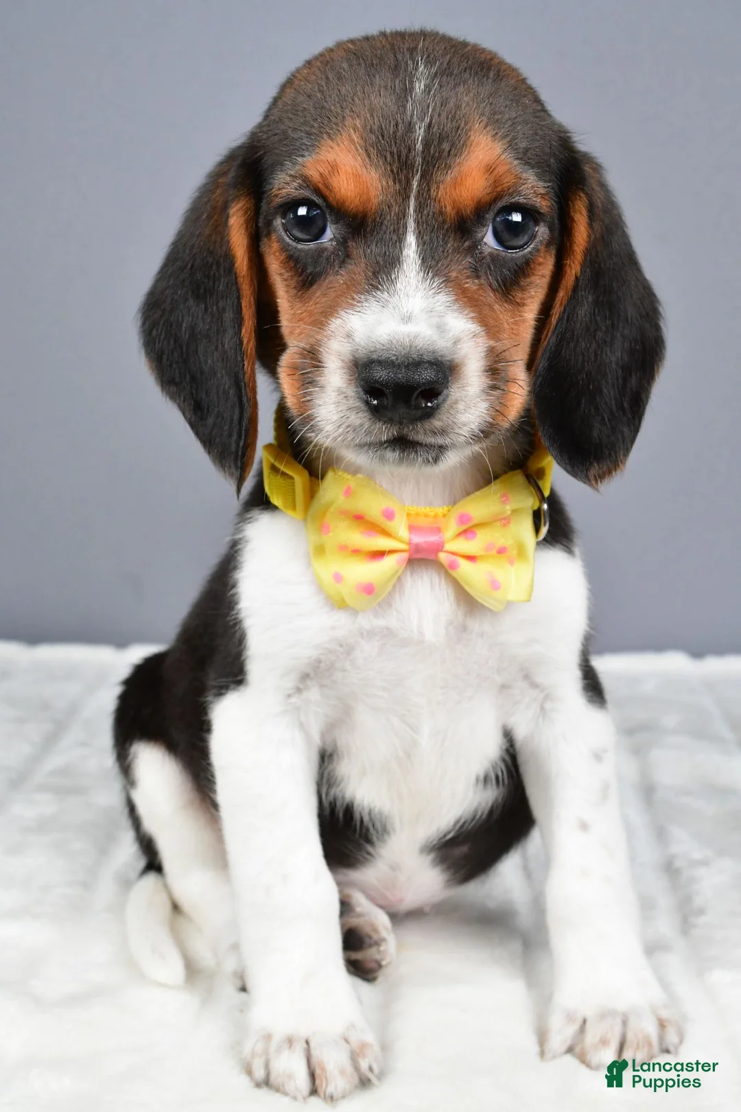 Beagle dogs for sale: Omar - Ad 7