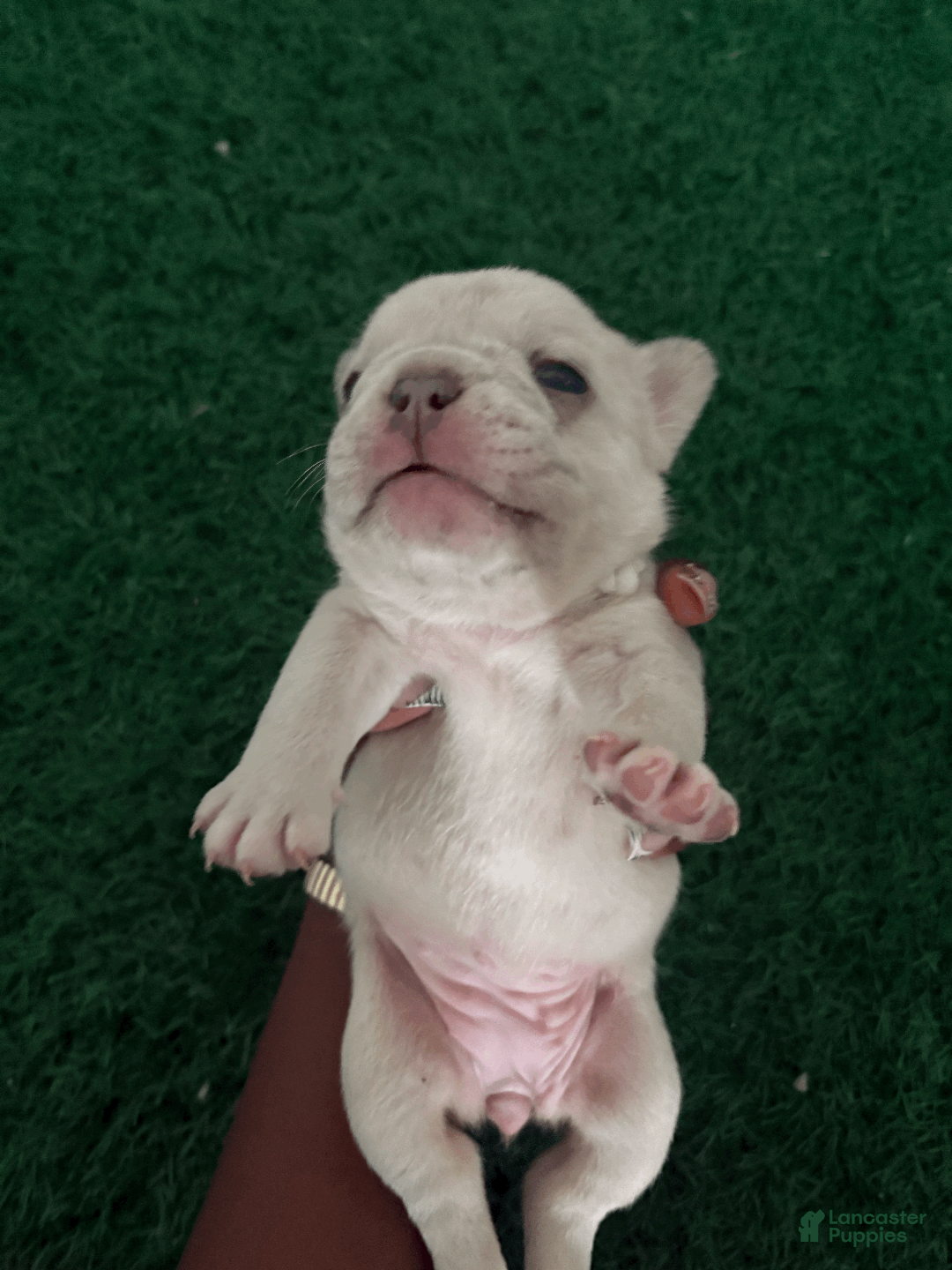 French Bulldog dogs for sale: Junie - Ad 6