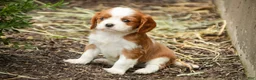 Cavalier King Charles Spaniel dogs for sale: Eddy - Ad 5