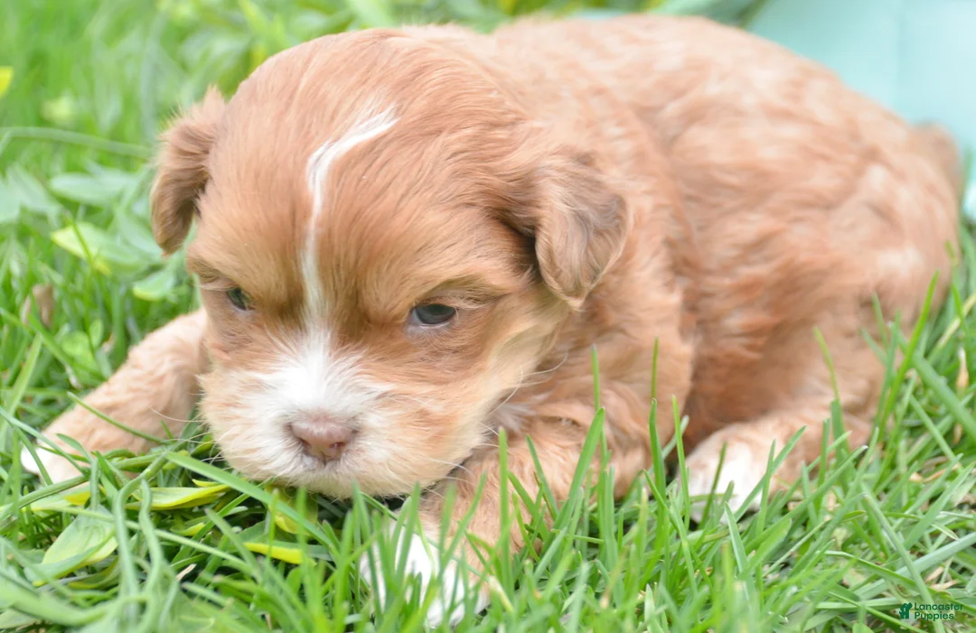 Shihpoo dogs for sale: Shihpoo Sal - Ad 2