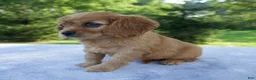 Mixed Breed dogs for sale: Roxy - Ad 8