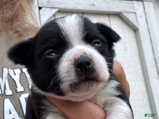 Chihuahua dogs Chihuahua Girl - Ad 13