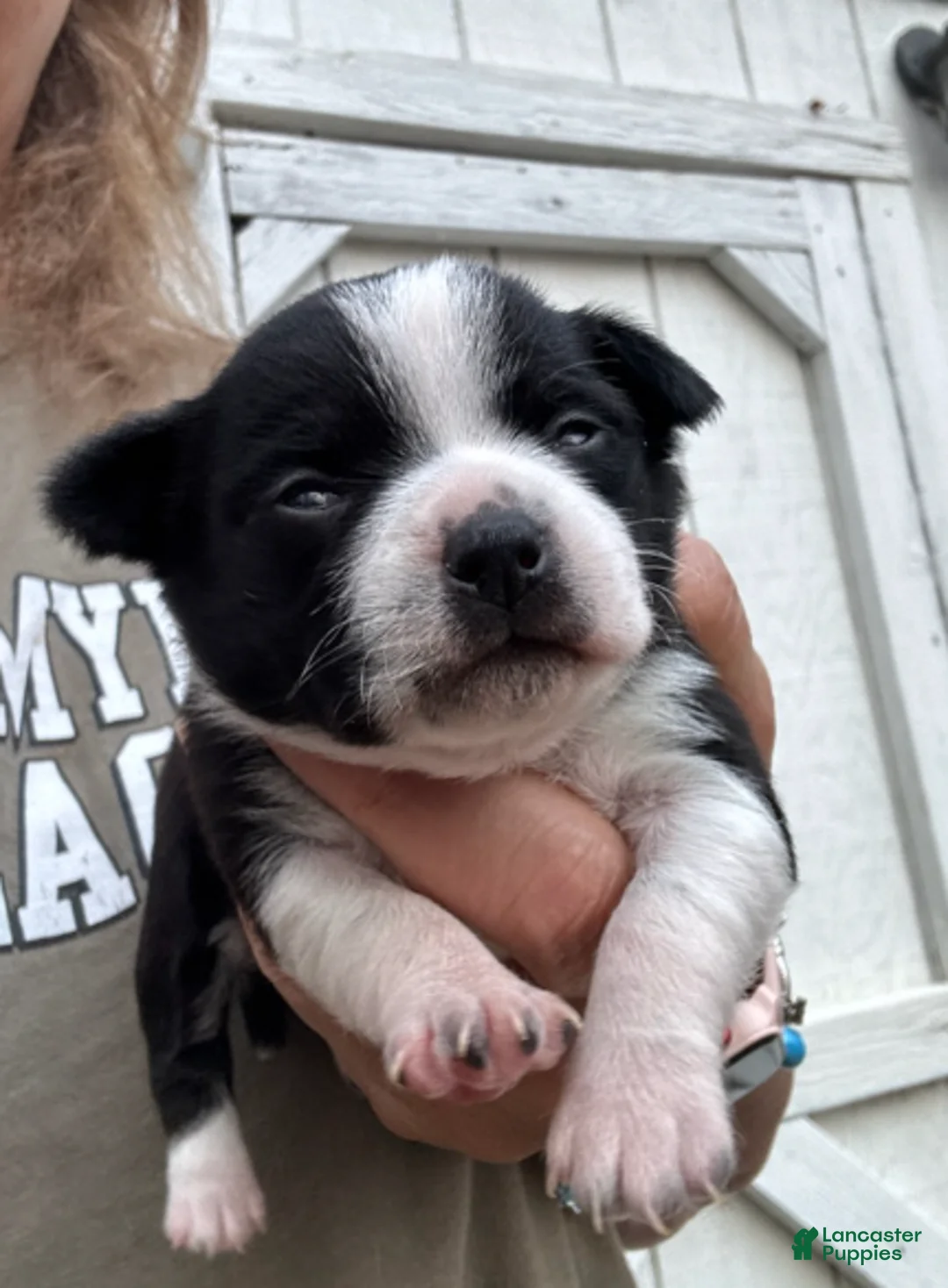 Chihuahua dogs for sale: Chihuahua Girl - Ad 1