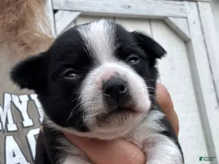 Chihuahua dogs Chihuahua Girl - Ad 11