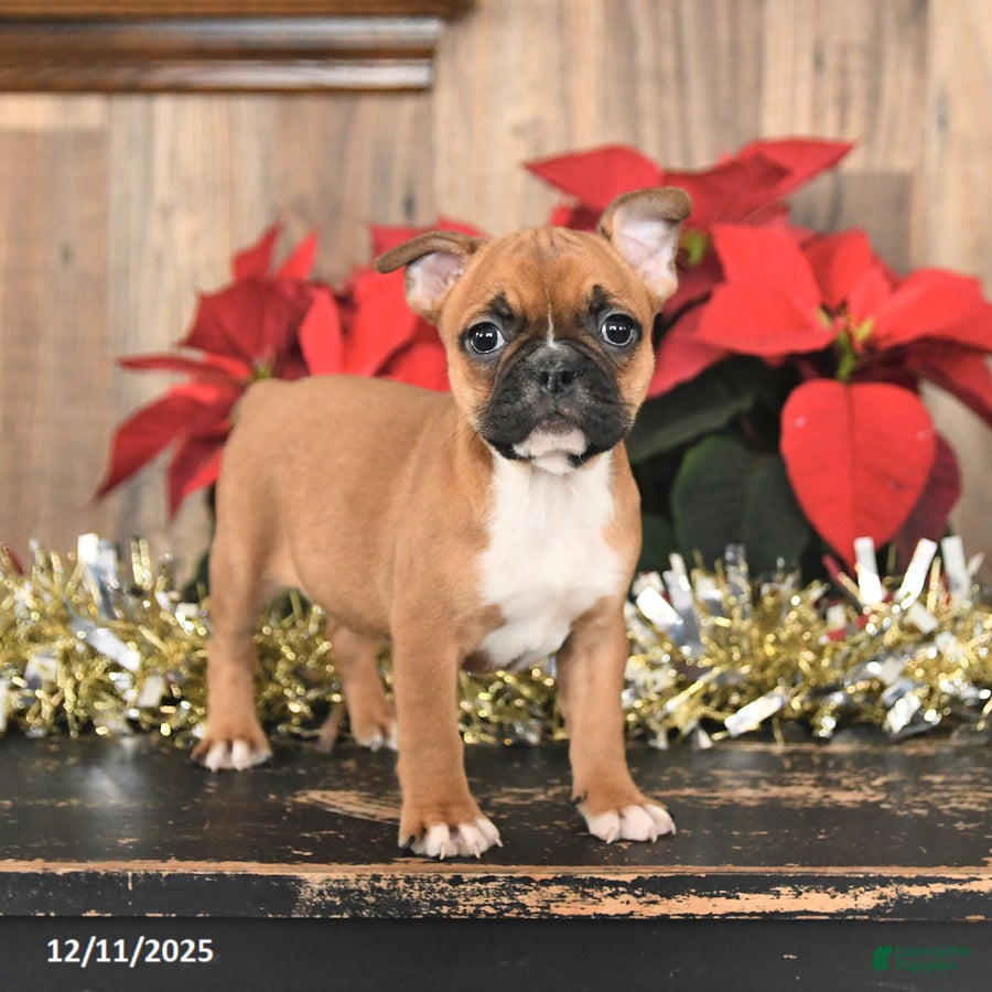 Frenchton dogs Hazel - Ad 39