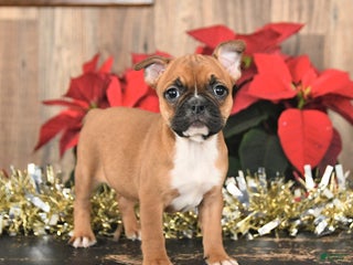 Frenchton dogs Hazel - Ad 16