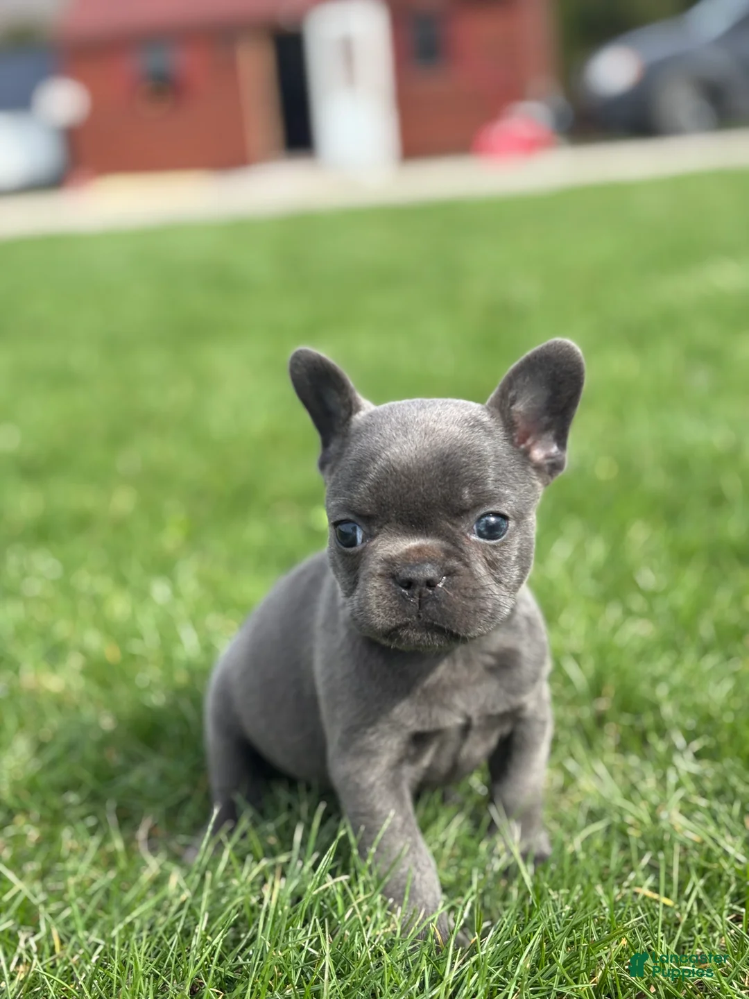 French Bulldog dogs for sale: Hope - Ad 3