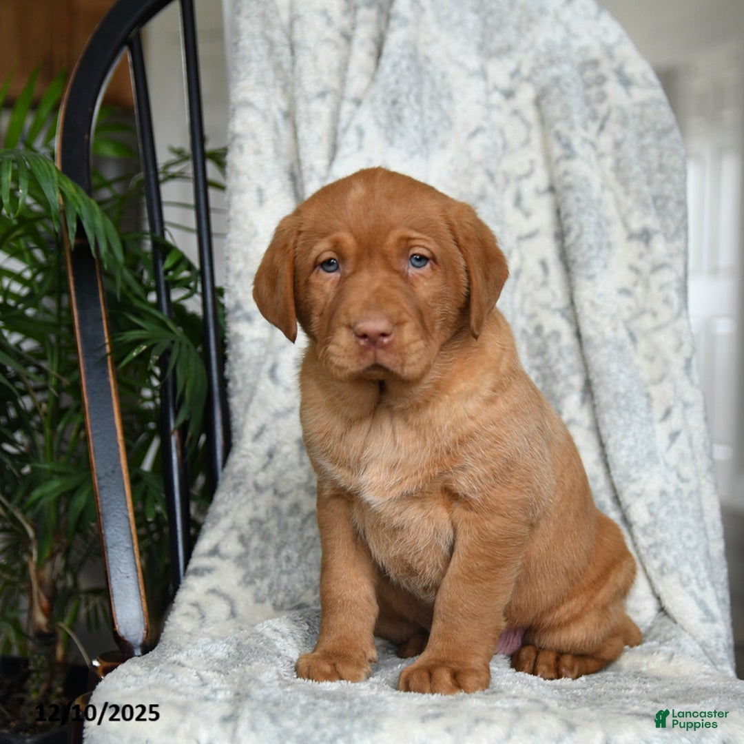 Labrador Retriever dogs for sale: Barley - Ad 2