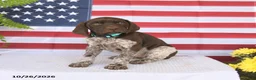 German Shorthaired Pointer dogs for sale: Tara - Ad 4